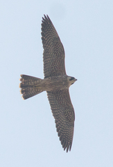 Falco peregrinus
