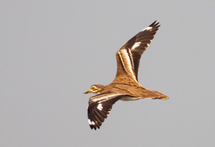 Burhinus indicus