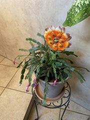 Schlumbergera truncata