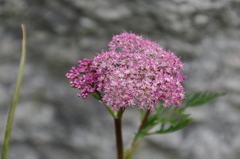 Mutellina purpurea
