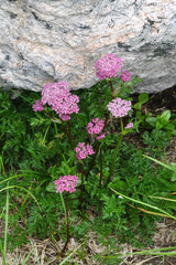 Mutellina purpurea