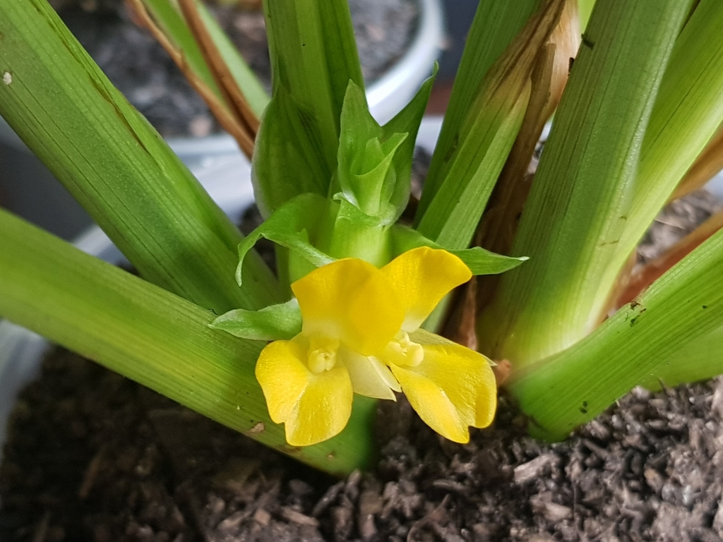 Goeppertia concinna