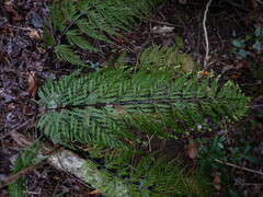 Asplenium daucifolium daucifolium