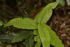 Notelaea venosa