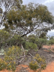 Eucalyptus oleosa oleosa