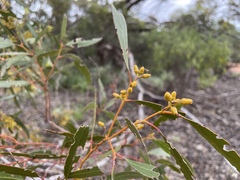 Eucalyptus oleosa oleosa