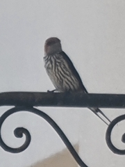 Cecropis abyssinica