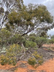 Eucalyptus oleosa oleosa
