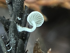 Hemimycena