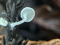 Hemimycena