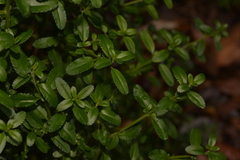 Gonocarpus oreophilus