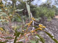 Eucalyptus oleosa oleosa