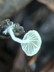 Hemimycena