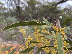 Eucalyptus oleosa oleosa