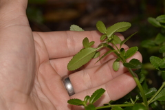 Gonocarpus oreophilus