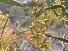 Eucalyptus oleosa oleosa