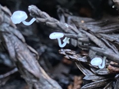 Hemimycena