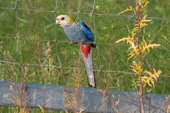 Platycercus adscitus