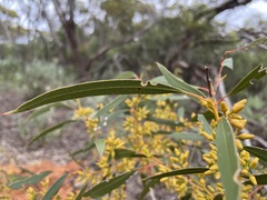 Eucalyptus oleosa oleosa