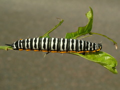 Pseudaphelia apollinaris