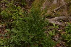 Gonocarpus oreophilus