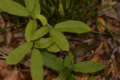 Ehretia acuminata