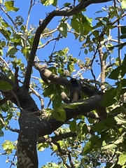 Acridotheres tristis