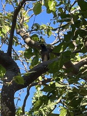 Acridotheres tristis