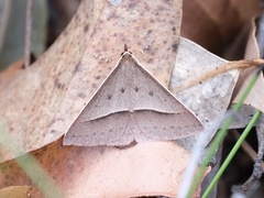 Epidesmia chilonaria