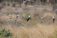 Nymphicus hollandicus