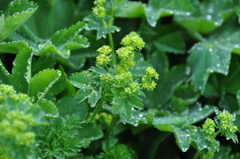 Alchemilla subcrenata