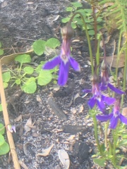 Lobelia gibbosa