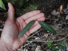 Trichosandra borbonica