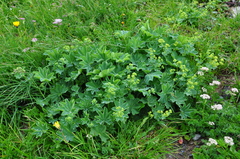 Alchemilla subcrenata