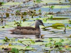 Nettapus coromandelianus