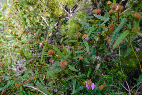 Image of Thomasia grandiflora by (c) Peter Crowcroft, some rights reserved (CC BY)