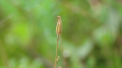 Triglochin laxiflora