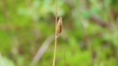 Triglochin laxiflora