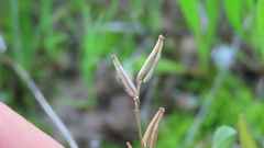 Triglochin laxiflora
