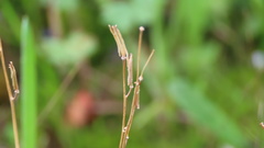 Triglochin laxiflora