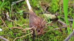 Triglochin laxiflora