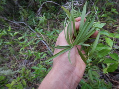 Faujasia salicifolia