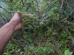 Faujasia salicifolia