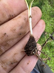 Triglochin laxiflora