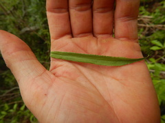 Faujasia salicifolia