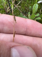 Triglochin laxiflora