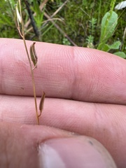 Triglochin laxiflora