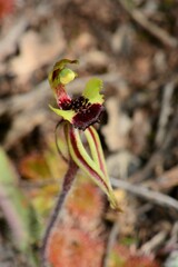 Caladenia toxochila