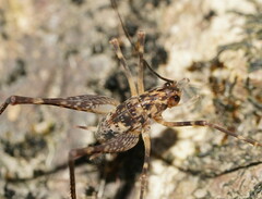 Macropathinae