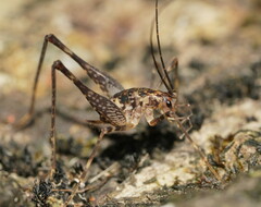 Macropathinae
